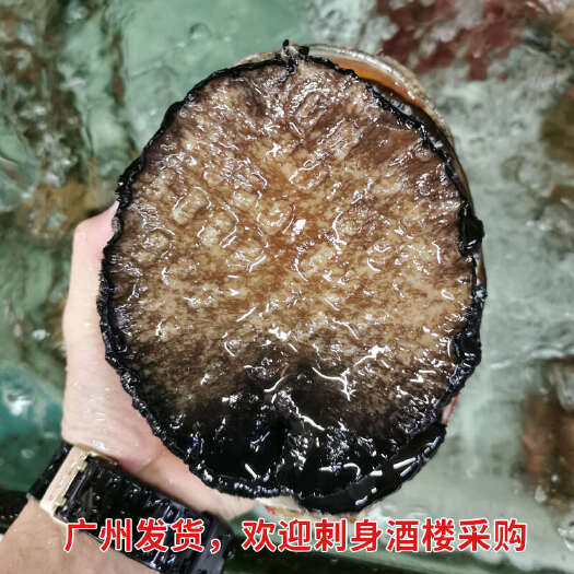 广州【一手货源】澳洲鲍鱼高端日料店大量现货澳大利亚特大鲍鱼