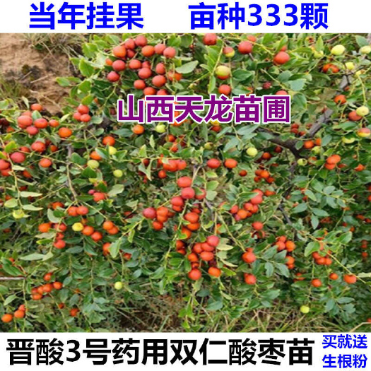 绛县晋酸3号双仁酸枣苗酸枣树苗酸枣酸枣树苗双仁酸枣苗双仁酸枣树苗