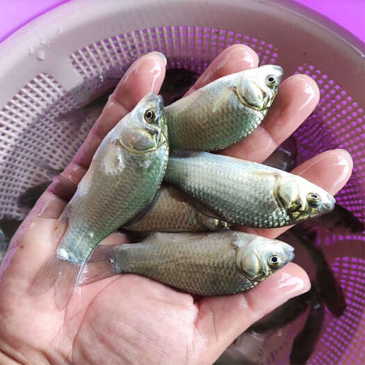 广州鲫鱼白金鲫鱼淡水养殖精品湘云工程鲫中科五号快大优良品种可散养