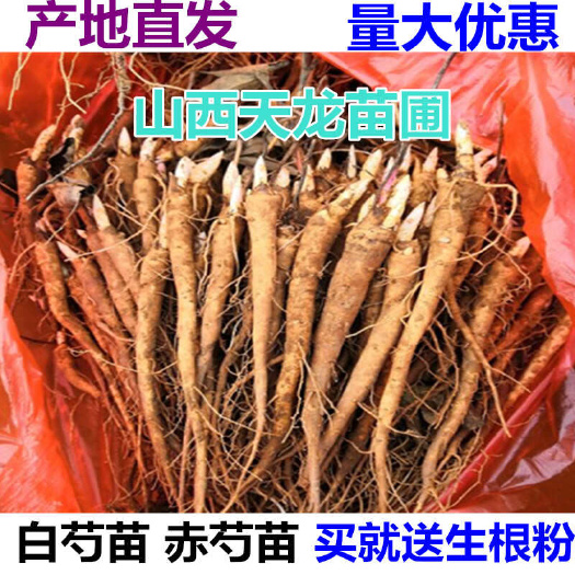 新绛县白芍种苗 芍药苗赤芍苗白芍苗山西芍药苗芍药树苗产地直发