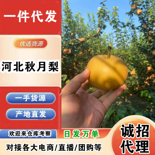 河北秋月梨一件代发产地直发一手货源对接各大电商平台