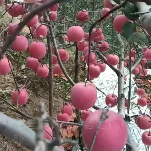 青龙县苹果