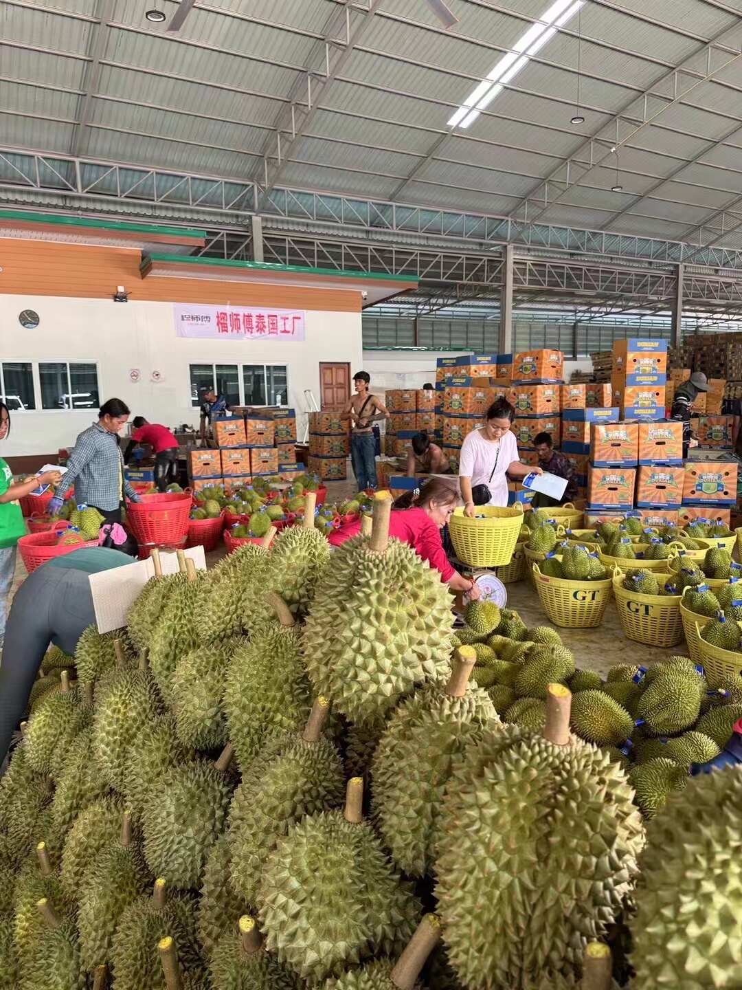 泰国金枕榴莲一件代发产地直发一手货源对接各大电商平台