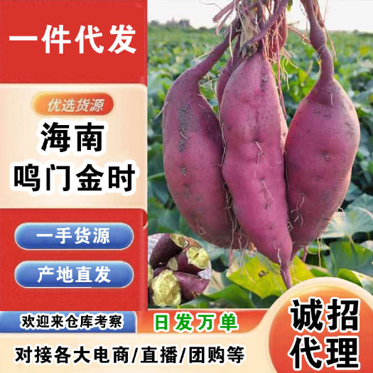 海南鸣门金时一件代发产地直发一手货源对接各大电商平台