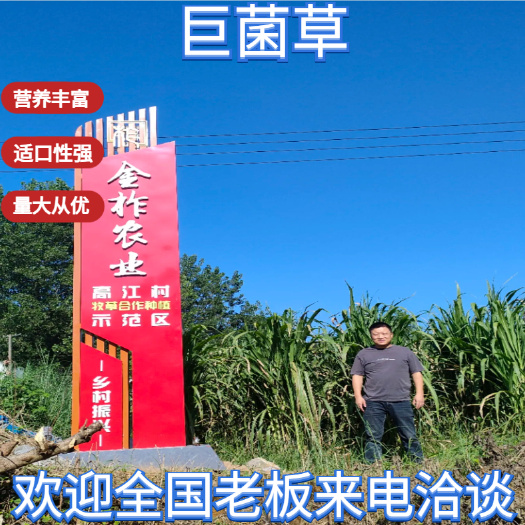 青储巨菌草