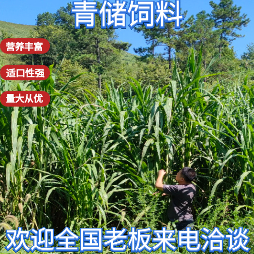 青储饲料