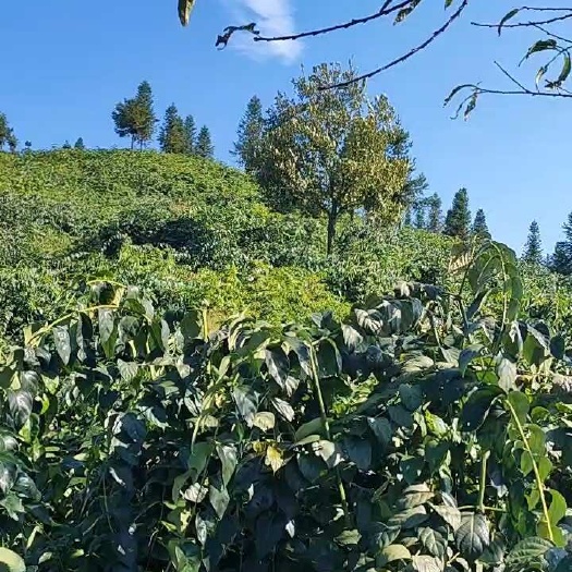 剑河县需要钩藤的老板联系200吨新货