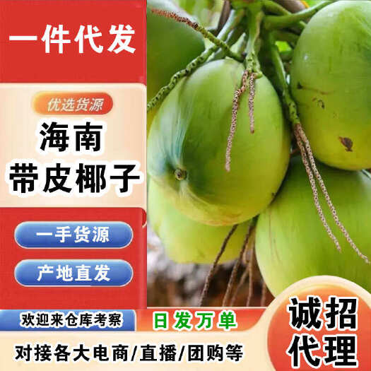海口海南带皮椰子一件代发产地直发一手货源对接各大电商平台