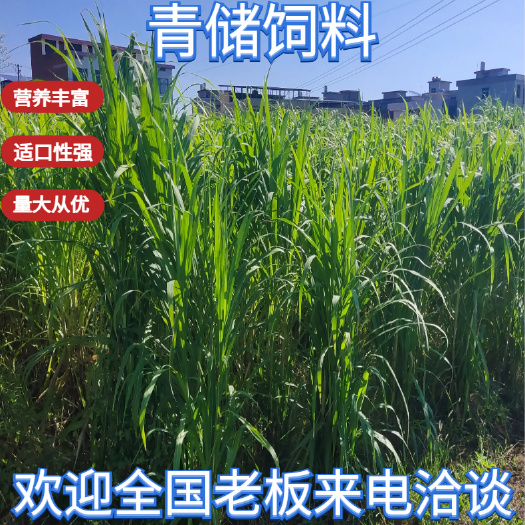 青储牧草