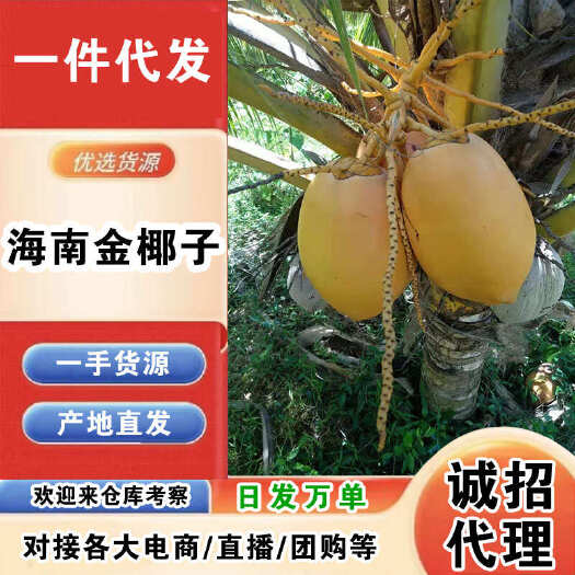 万宁市海南金椰子一件代发产地直发一手货源对接各大电商平台