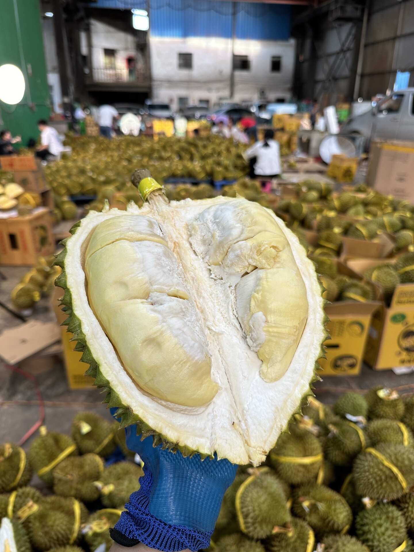 泰国金枕榴莲一件代发产地直发一手货源对接各大电商平台
