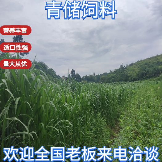 青储草料