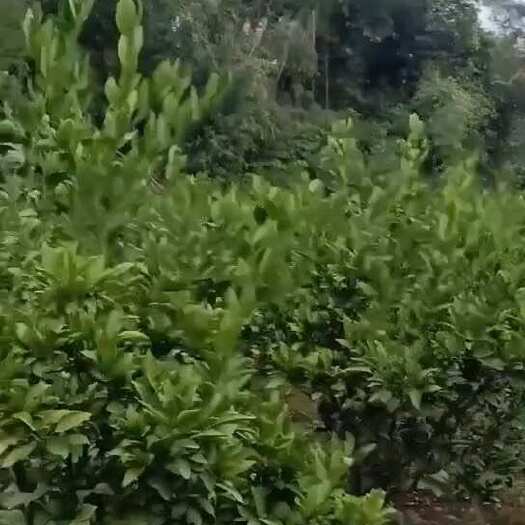 简阳市蜜橘，挂果树