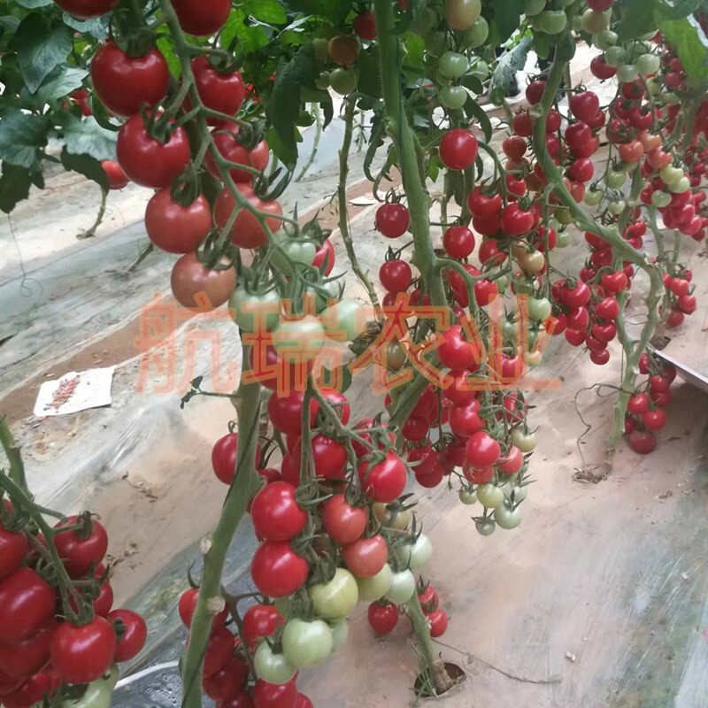 浙樱粉1号樱桃番茄浙樱粉口感小番茄贝贝小番茄高产抗病口感好
