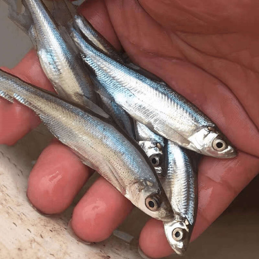 广州翘嘴鱼苗淡水大型养殖肉食凶猛翘嘴巴翘鲌子鲌刺鱼白鱼精品翘嘴