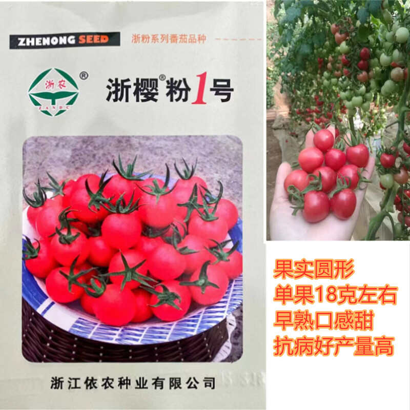 浙樱粉1号樱桃番茄浙樱粉口感小番茄贝贝小番茄高产抗病口感好