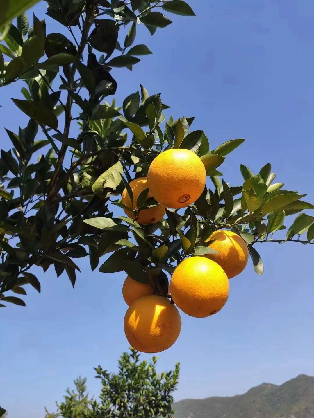 优惠江西赣南脐橙当季新鲜水果橙子手剥橙子