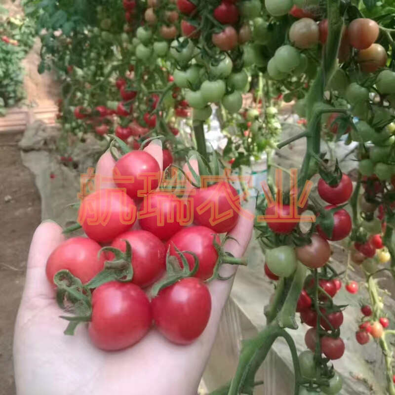 浙樱粉1号樱桃番茄浙樱粉口感小番茄贝贝小番茄高产抗病口感好