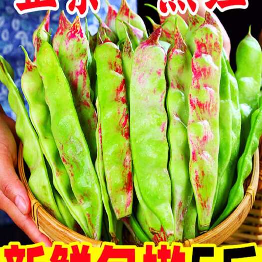 高州市东北油豆角新鲜一点红油豆角开锅烂面豆扁豆当季蔬菜