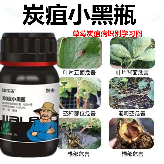 长沙炭疽病用药番茄辣椒柑橘火龙果柚子草莓等微生物杀菌剂炭疽病菌剂