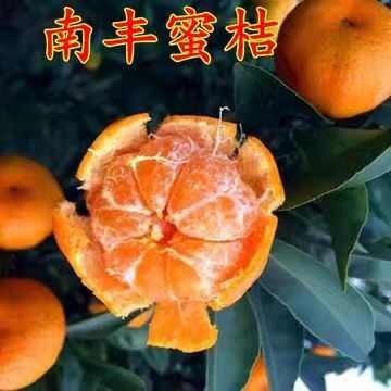 专业代办江西南丰蜜桔精品果产地直供物美价优品控严格