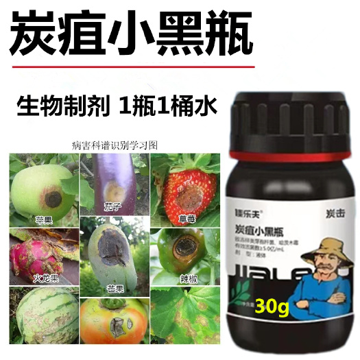 炭疽病用药蔬菜辣椒柑桔草莓芒果火龙果西红柿炭疽病小黑瓶杀菌剂