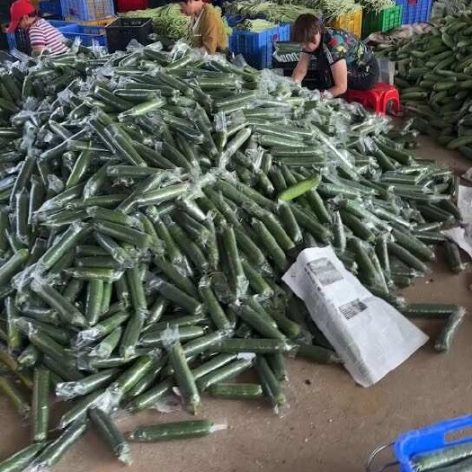 博罗县水瓜，肉丝瓜