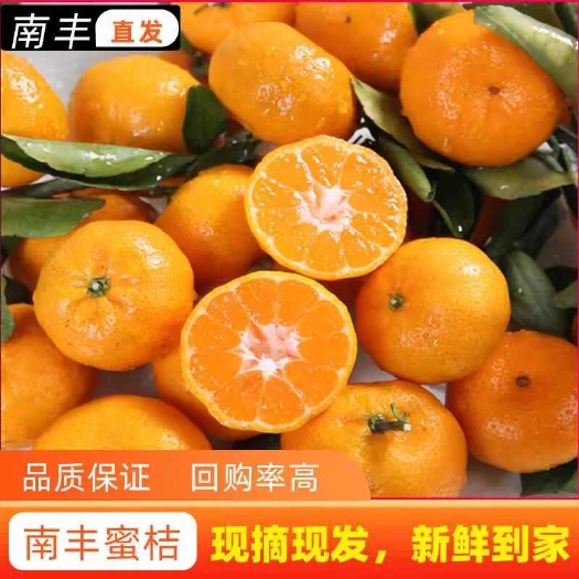 江西南丰小贡蜜橘香甜可口汁多皮薄现摘现发