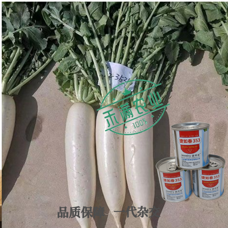耐寒越冬花叶萝卜种子白萝卜种大型蔬菜用种捷如春353捷利亚高