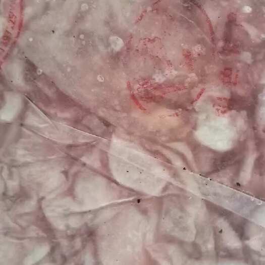 信阳精品大花鲢鱼内泡到货，有需要联系