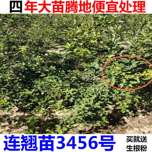 绛县连翘苗药用连翘苗山西连翘苗连翘树苗3号5号6号大果连翘树苗