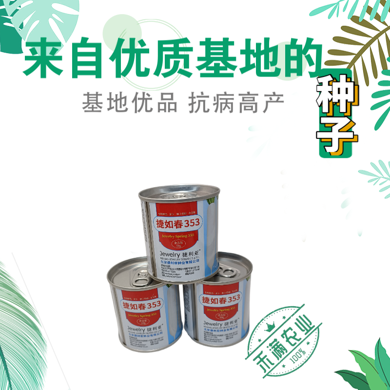 耐寒越冬花叶萝卜种子白萝卜种大型蔬菜用种捷如春353捷利亚高