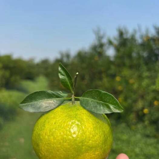 江门新会茶枝柑二红新会柑（圈枝）
