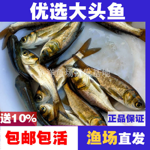 广州大头鱼苗大头花鲢鱼苗渔场直发批发包活包邮