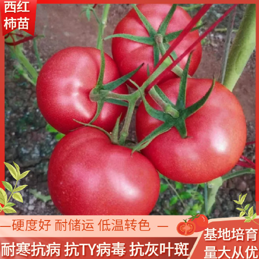 早春越夏秋延西红柿苗硬粉西红柿苗高抗病硬度高穴盘苗荷兰