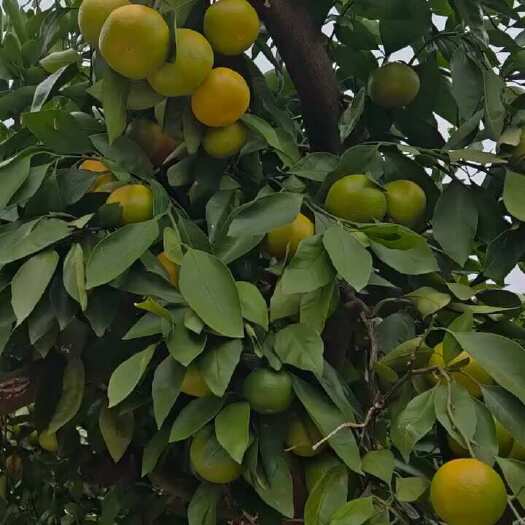 宜昌蜜桔