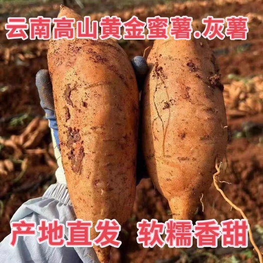 建水县云南建水高原灰薯蜜薯软糯香甜产地直供现挖现发烤薯店同款