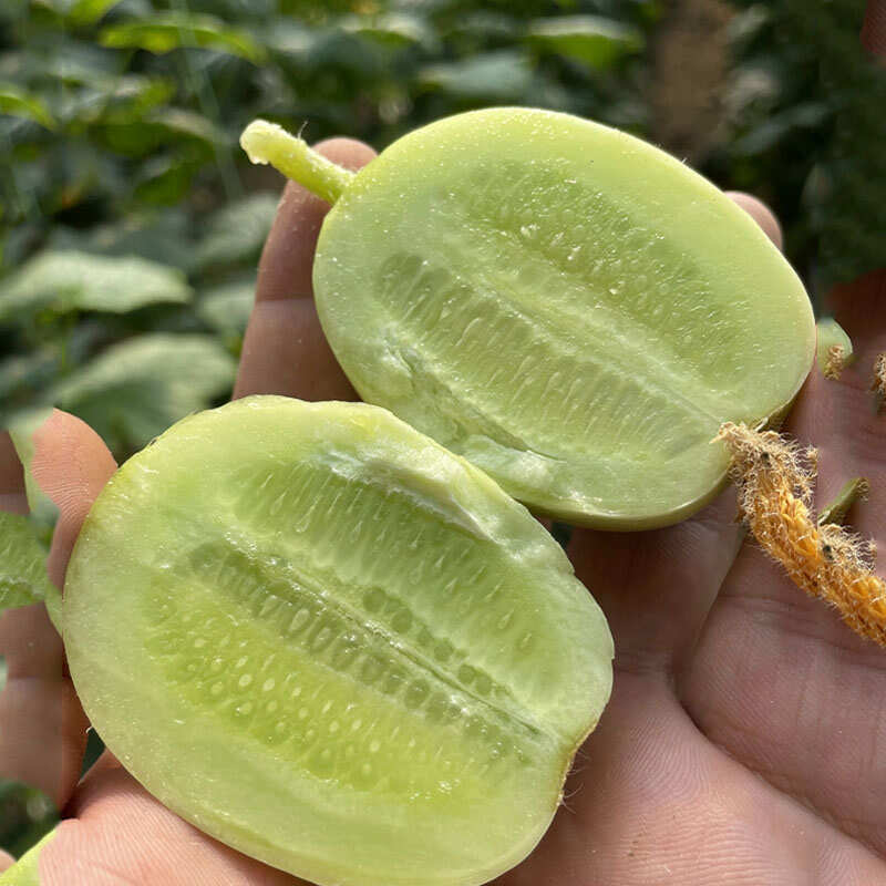 玉女黄瓜种子小白黄瓜 迷你型节节有瓜基地品种