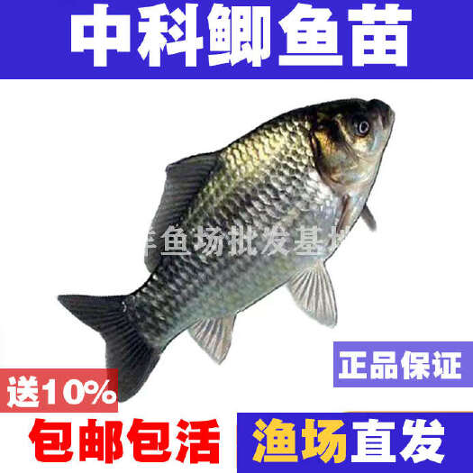广州中科5号鲫鱼苗渔场直销包邮包活批发