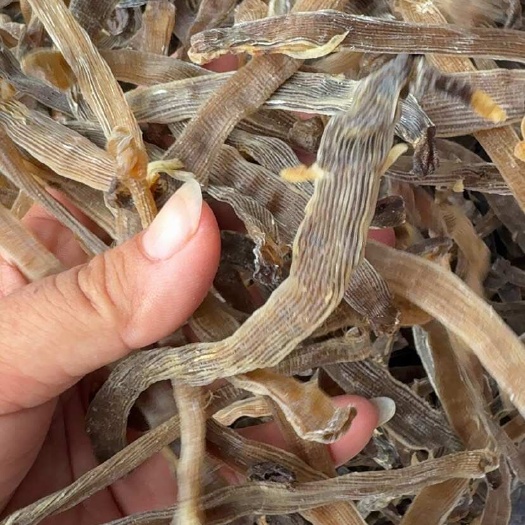 北海特大沙虫300-350头无沙干沙虫