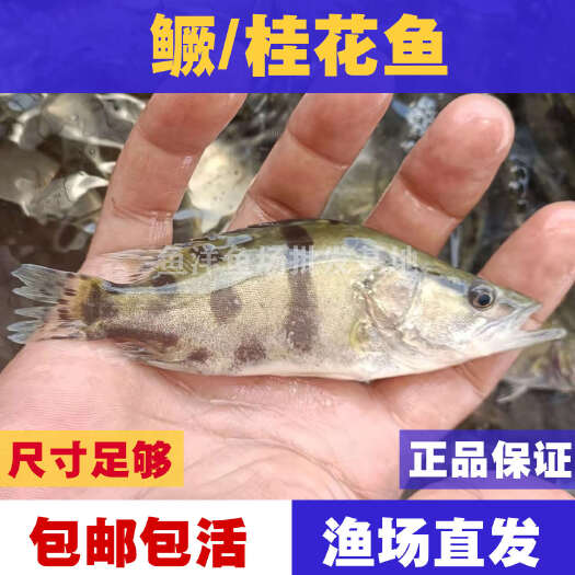 广州桂花鱼苗鳜鱼苗线货渔场批发包邮包活