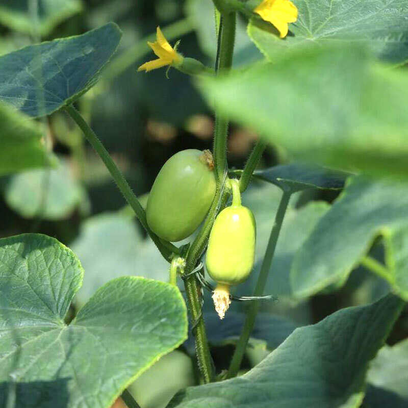 玉女黄瓜种子小白黄瓜 迷你型节节有瓜基地品种