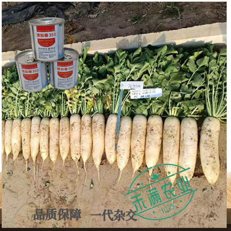 耐寒越冬花叶萝卜种子白萝卜种大型蔬菜用种捷如春353捷利亚高