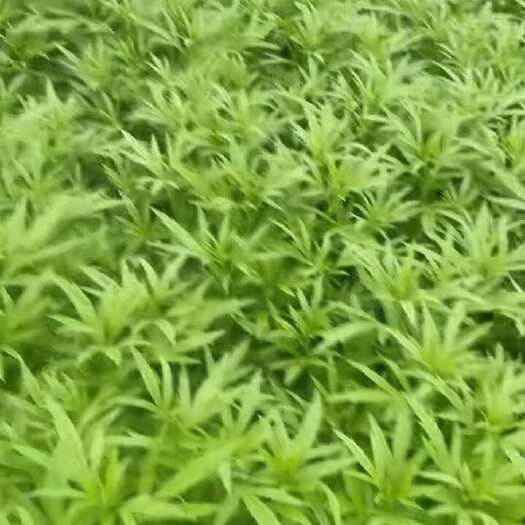 曲靖专业种植芦蒿