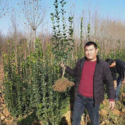 长沙1.8米百度黄杨树苗多少钱一棵