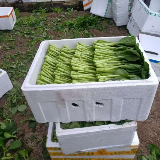 广东菜心 种植基地直发 现摘先发