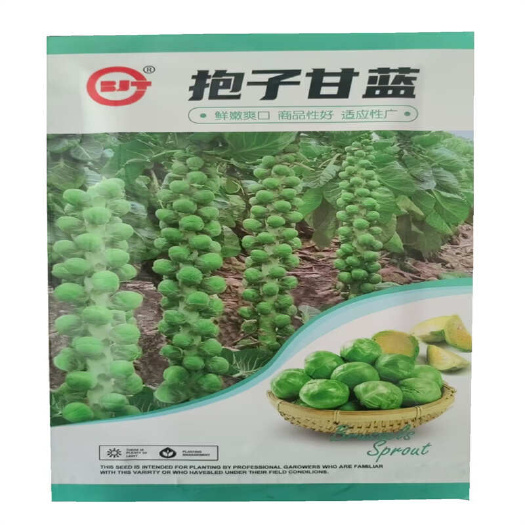 济南孢子甘蓝种子杂交早熟抱子甘蓝种子特菜种基地小甘蓝种子5克
