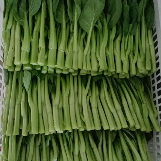 上海菜心（广东菜心）精品 自家种植基地  诚信经营