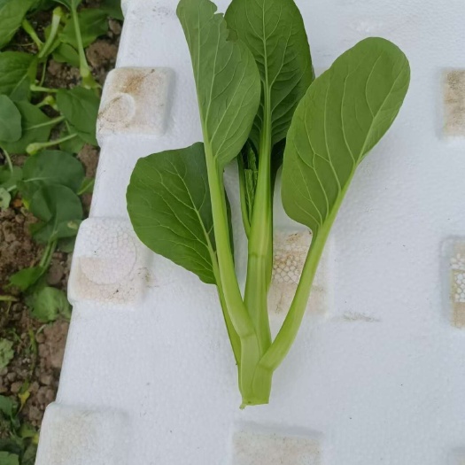 上海精品菜心  可对接食堂加工厂，欢迎来电洽谈合作