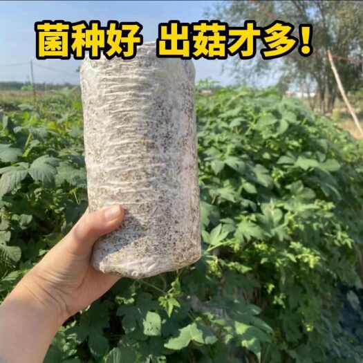 滨州平菇 菌种 菌棒 出菇菌包 榆黄蘑鸡腿菇秀珍菇 菌种 菌棒